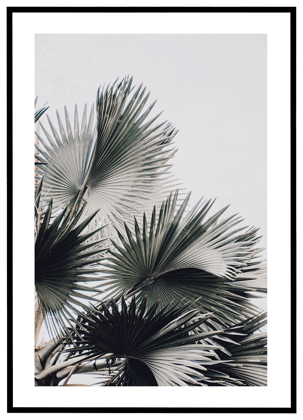 Tropical Palms - Plakat