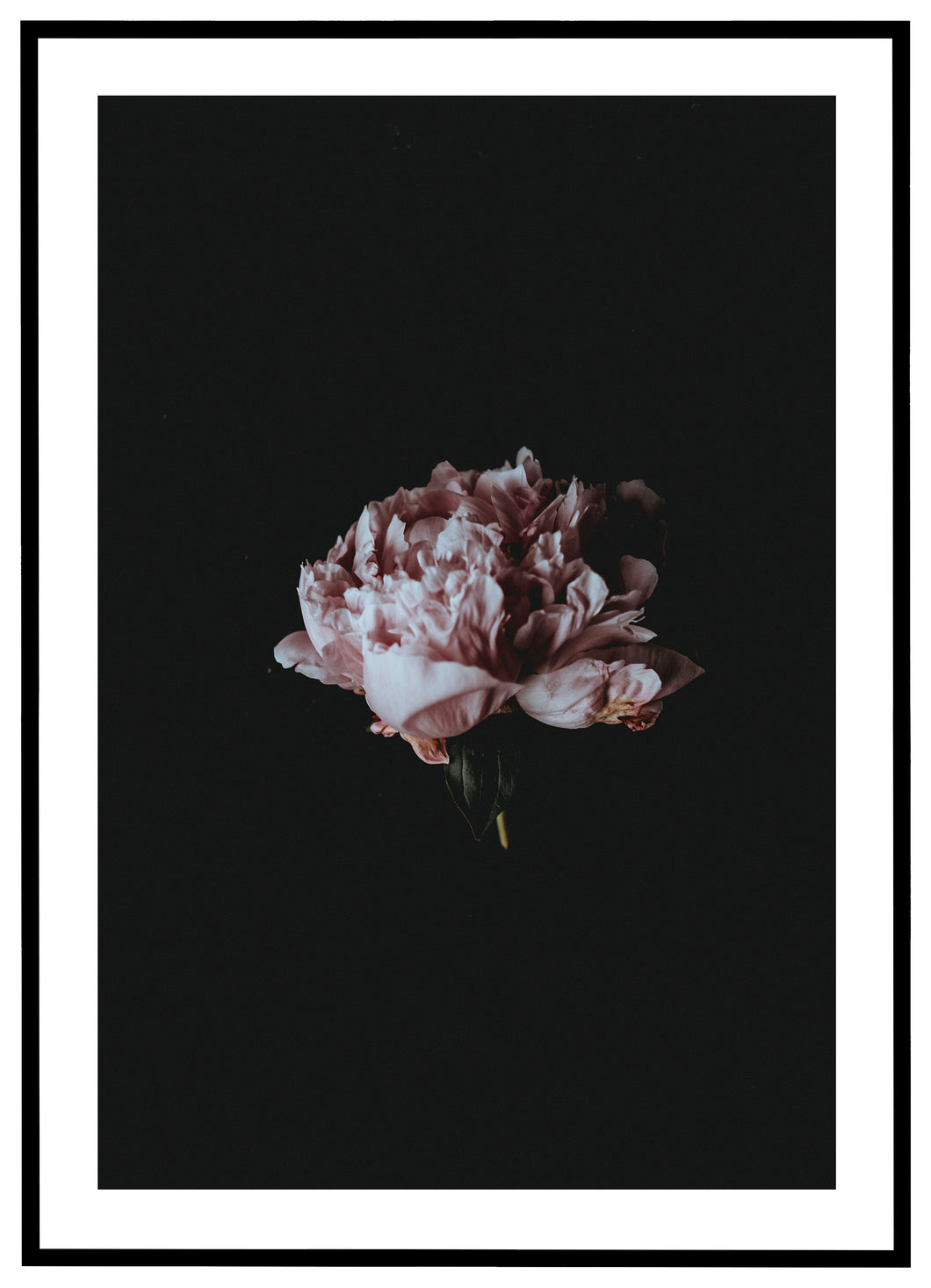 Blomstrende lyserød rose - Plakat