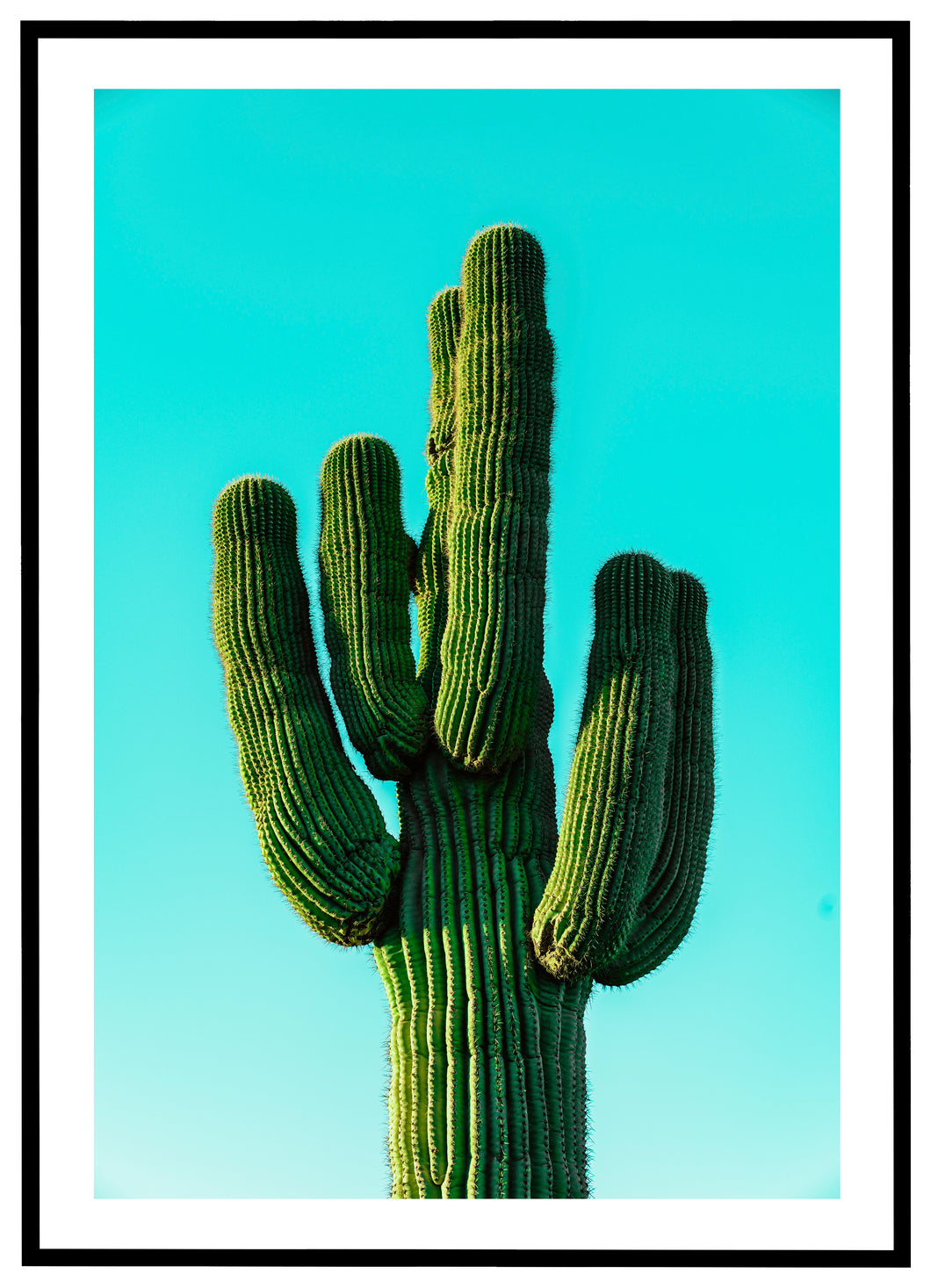Kaktus - Plakat