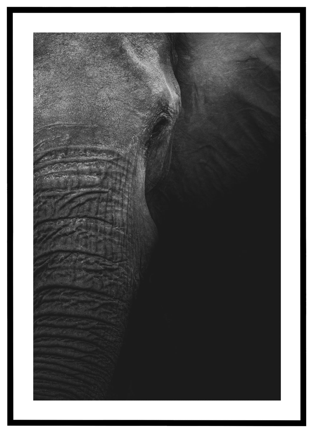 Closeup Elefant - Plakat