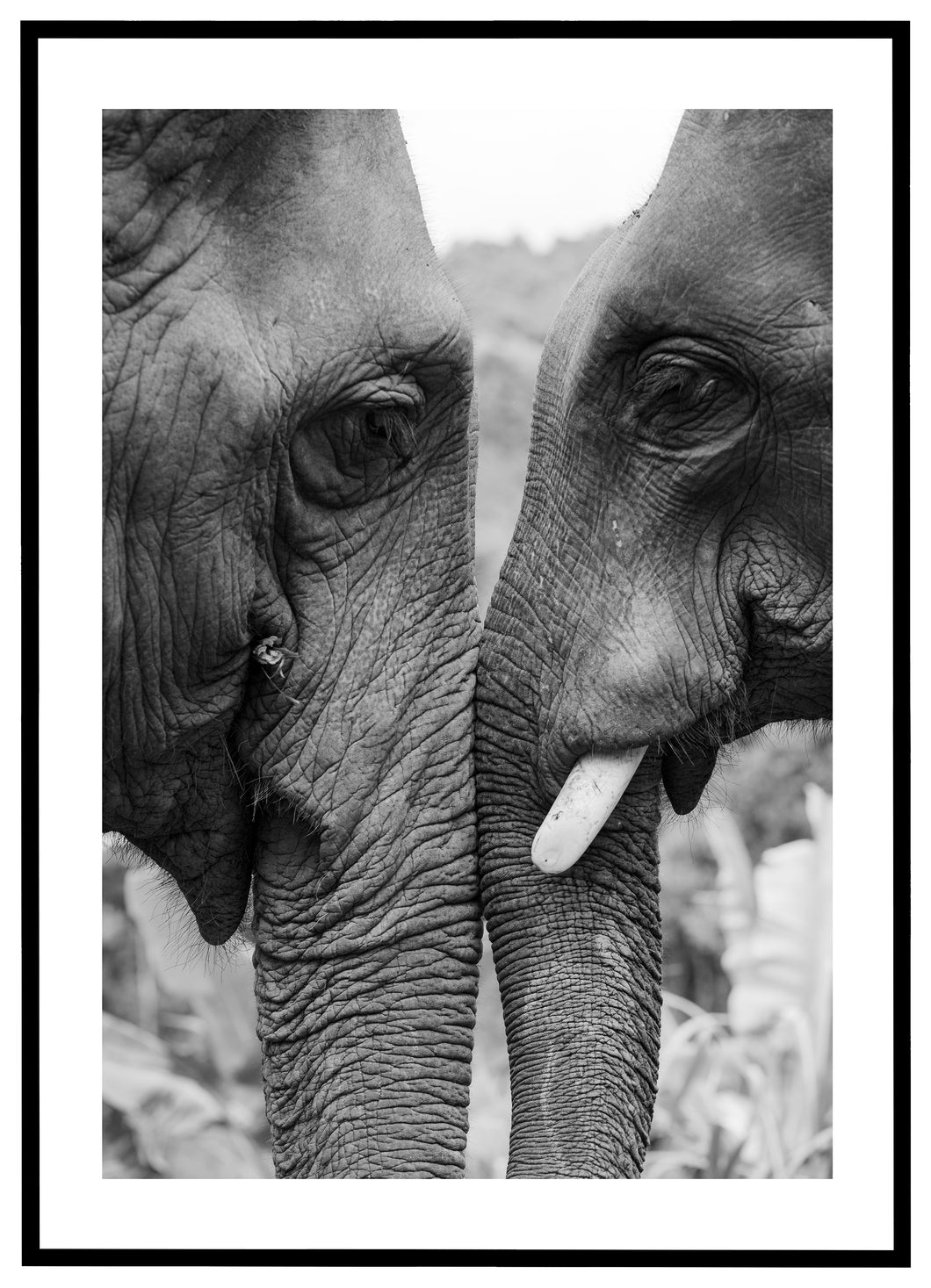 Elefanter - Plakat
