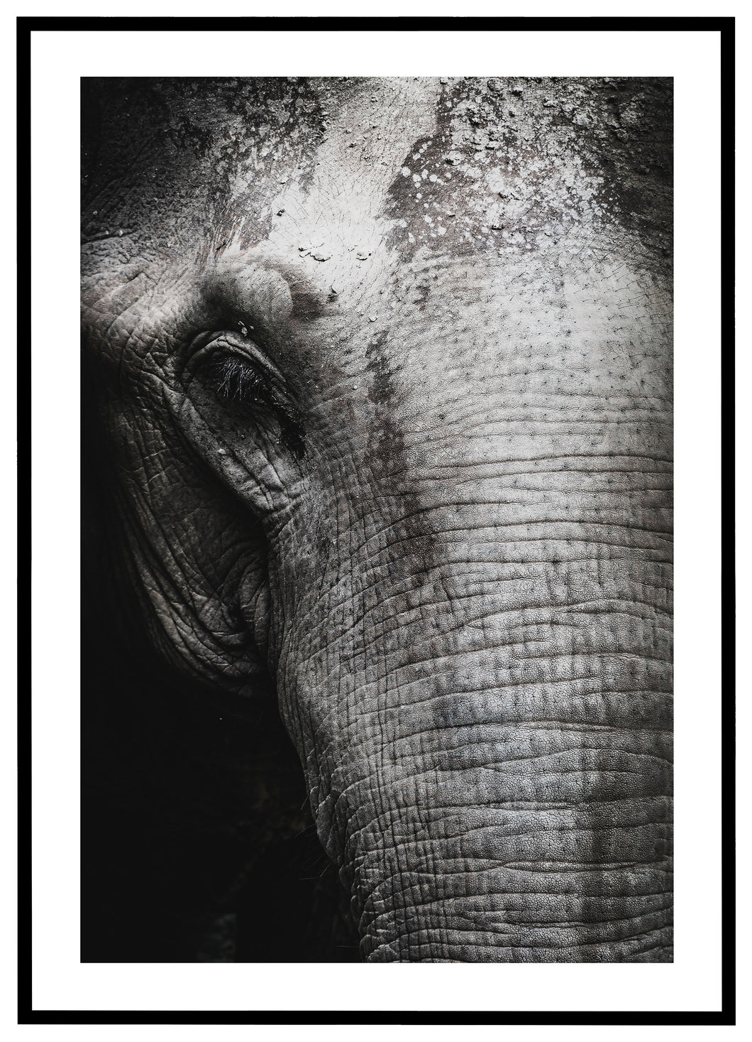 Elephant - Plakat