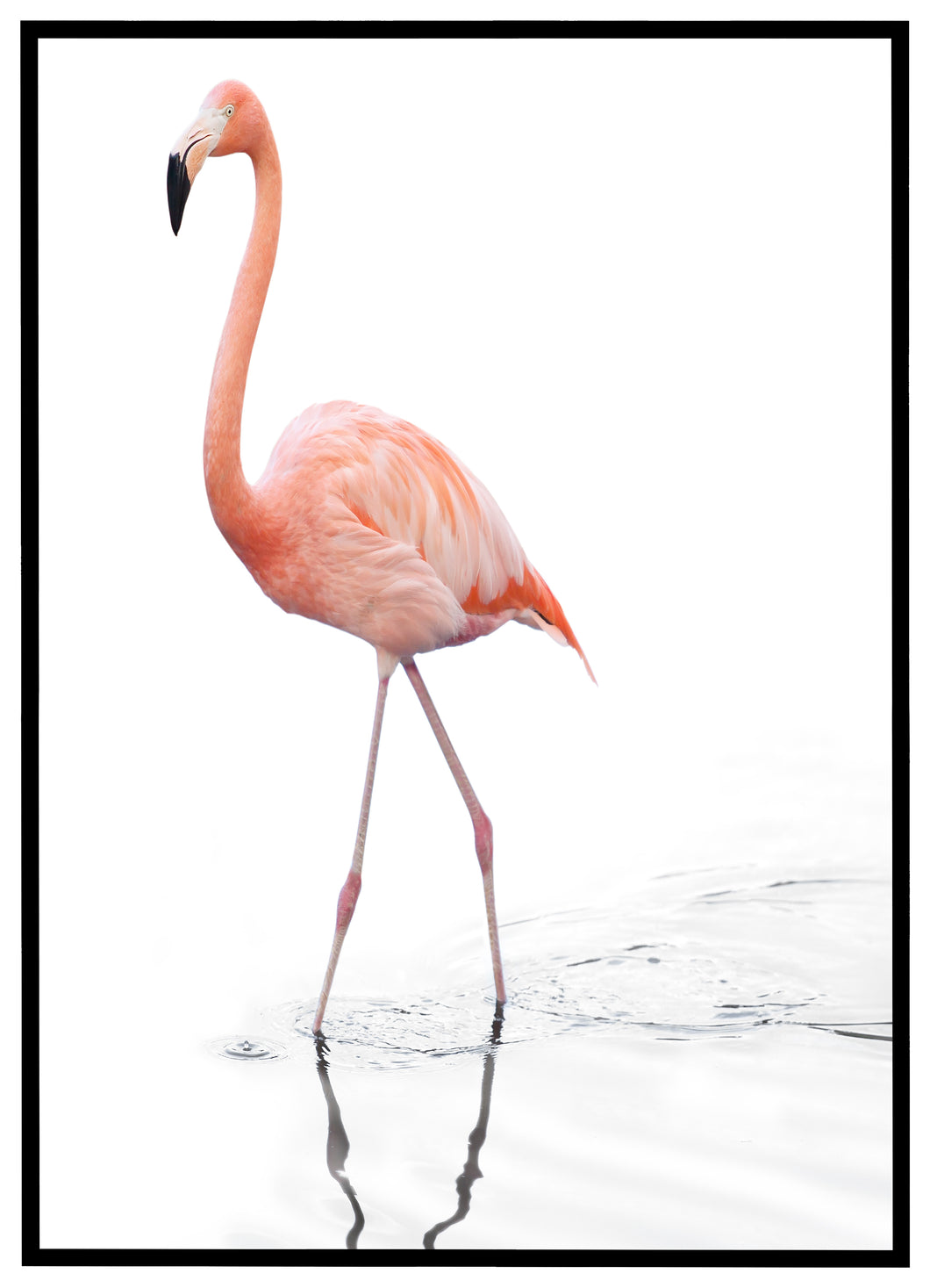 Flamingo on water - Plakat