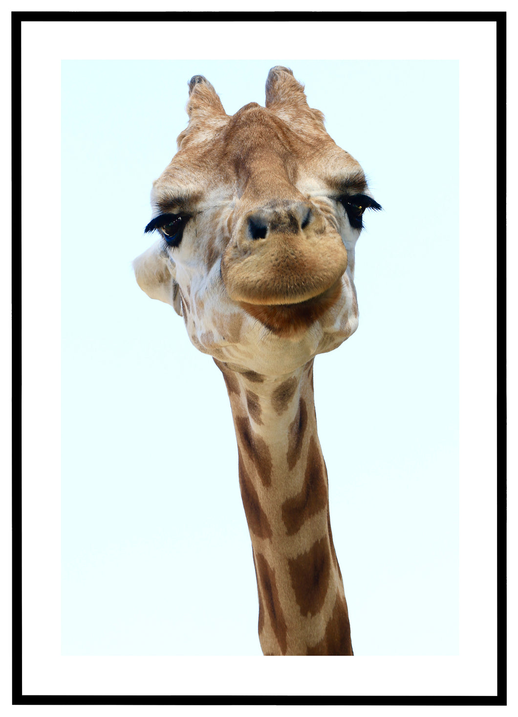 Giraf - Plakat