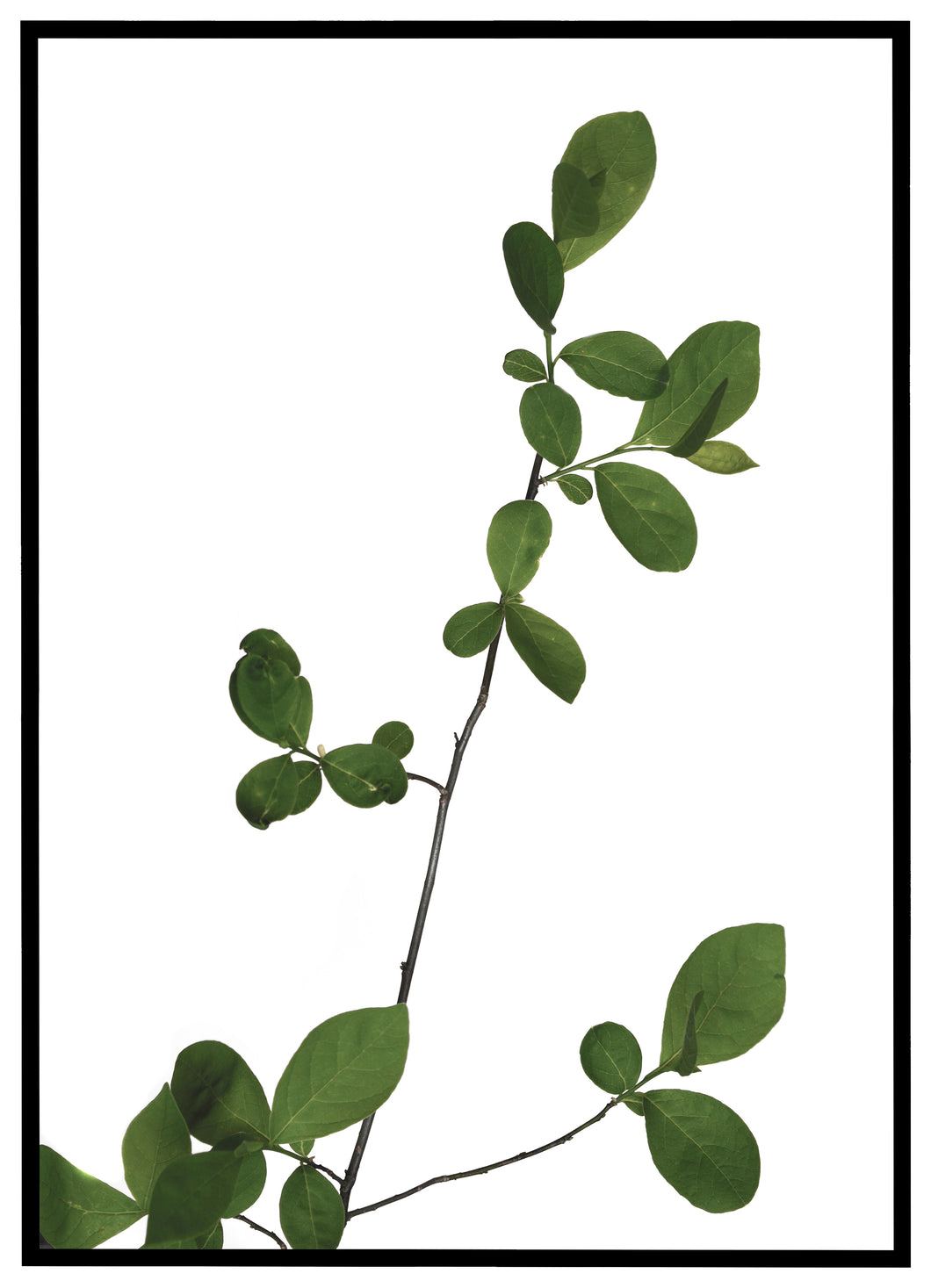 Grøn Plante - Plakat