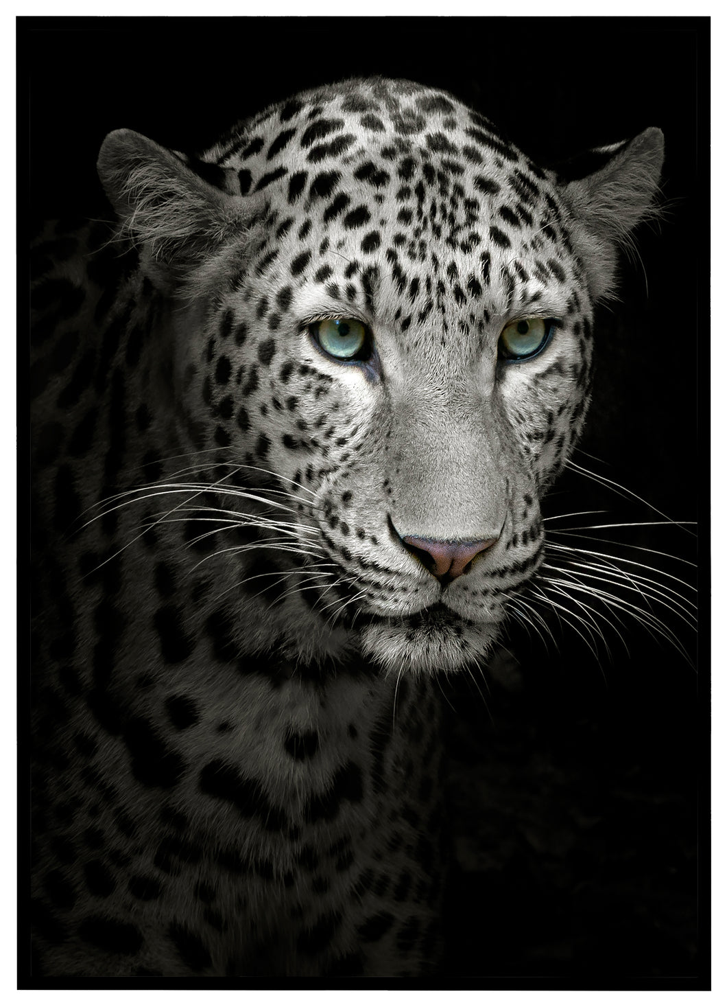 Hvid Leopard - Plakat