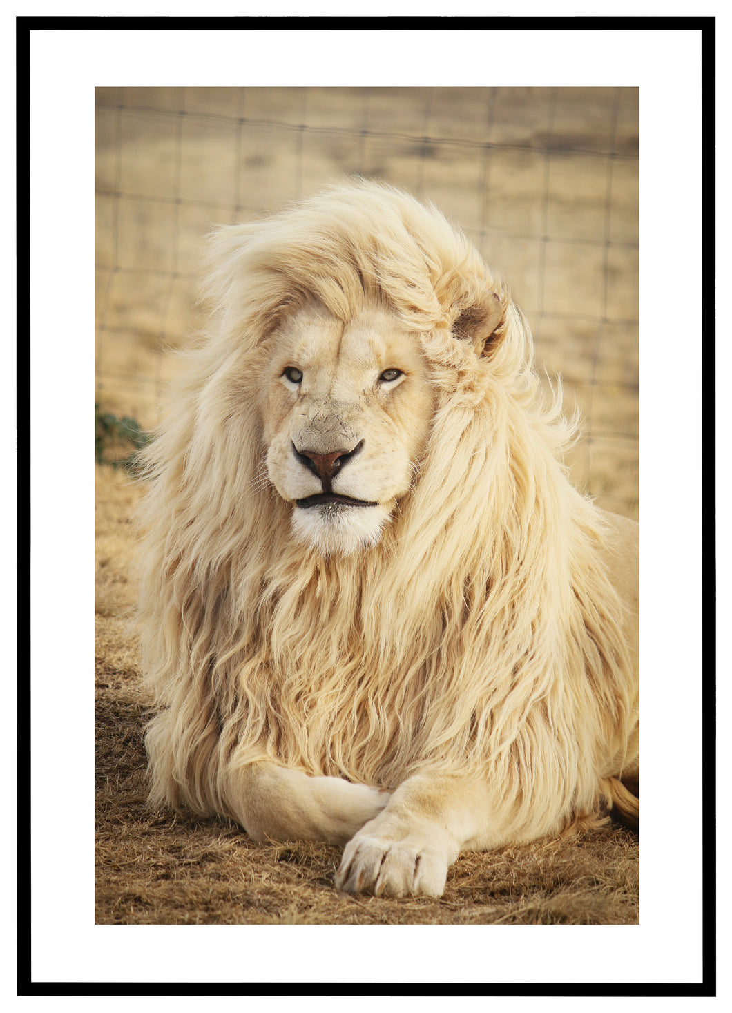 Liggende Løve - Plakat