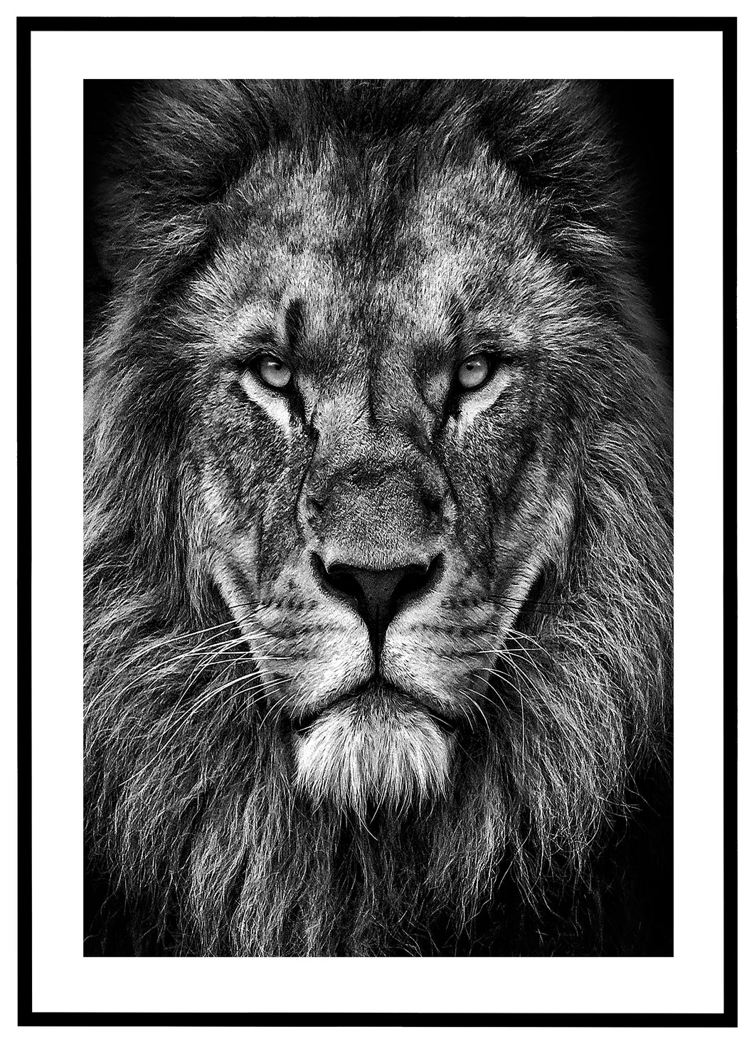 Løve - Plakat
