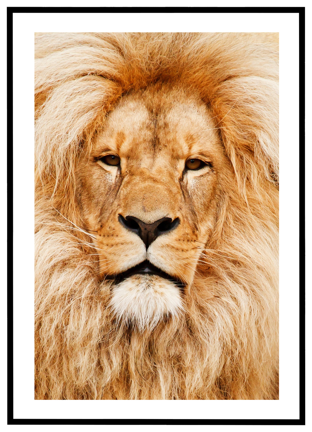 Lion - Plakat