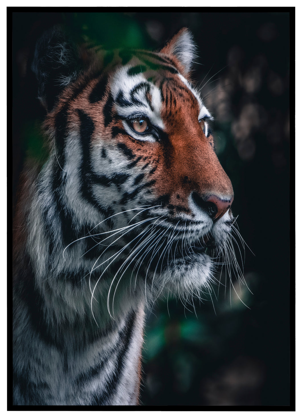 Malaysisk Tiger - Plakat