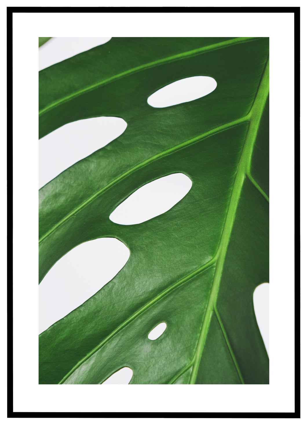 Monstera Leaf - Plakat
