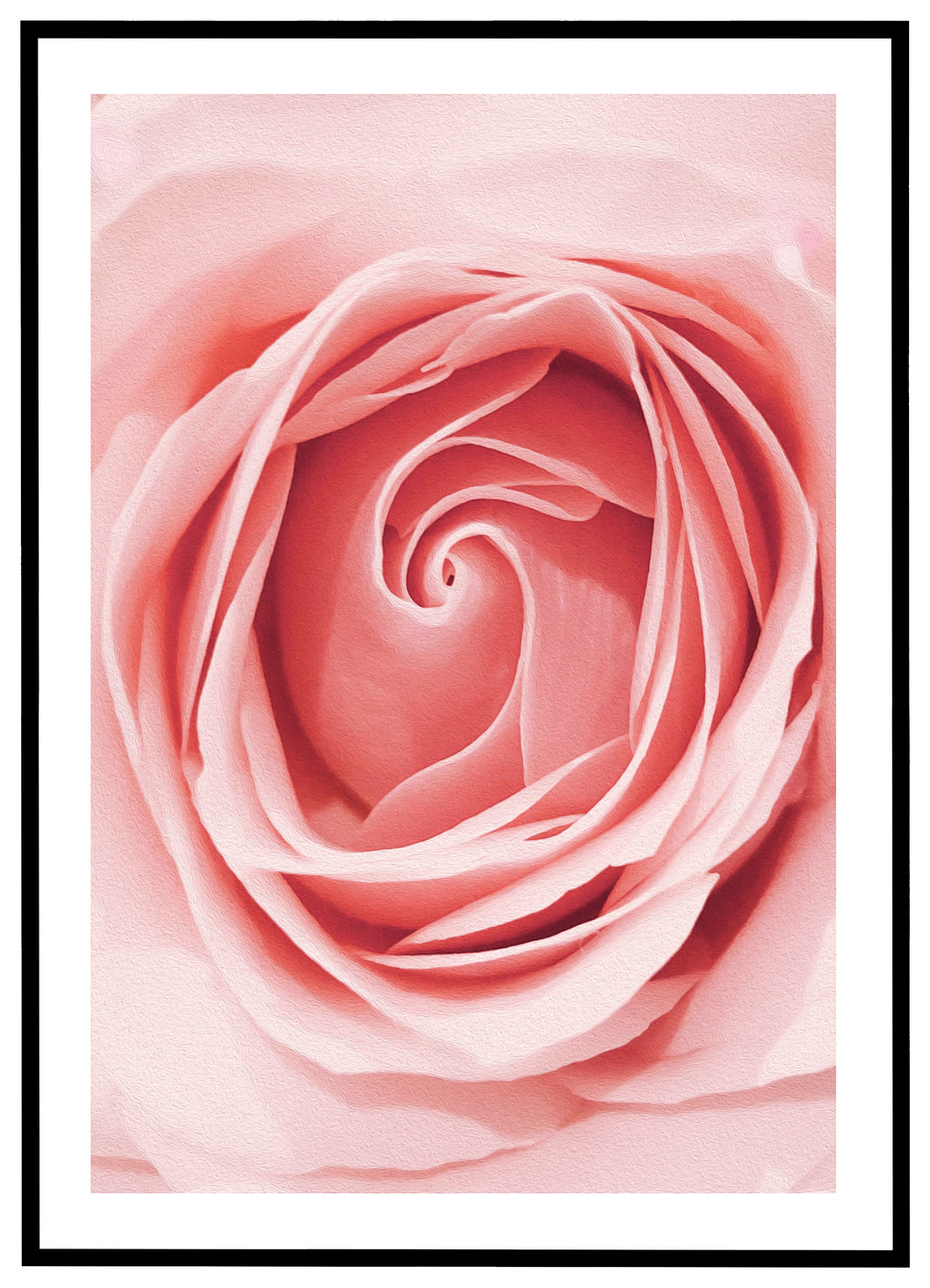Pink Rose - Plakat