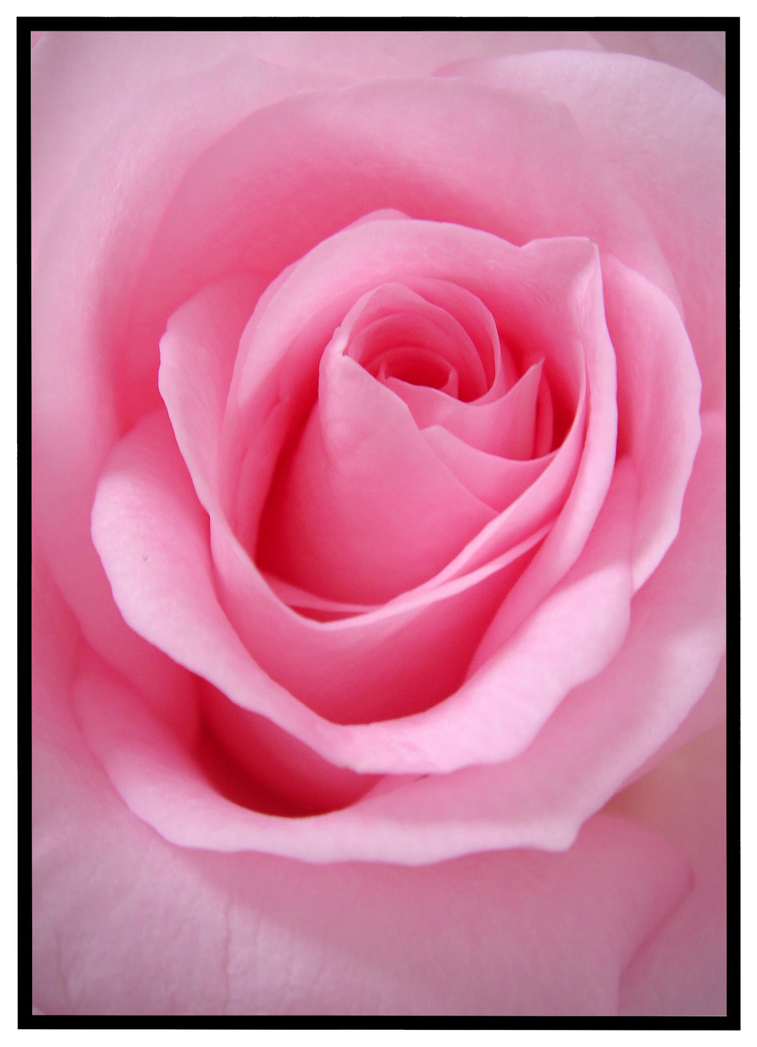 Rose - Plakat