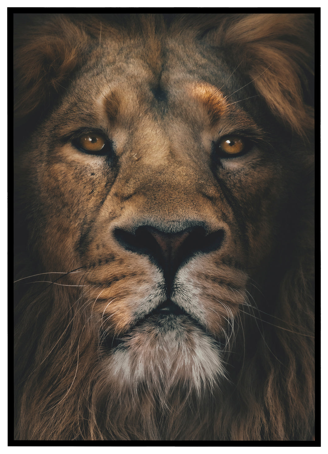 Portræt af Løve - Plakat