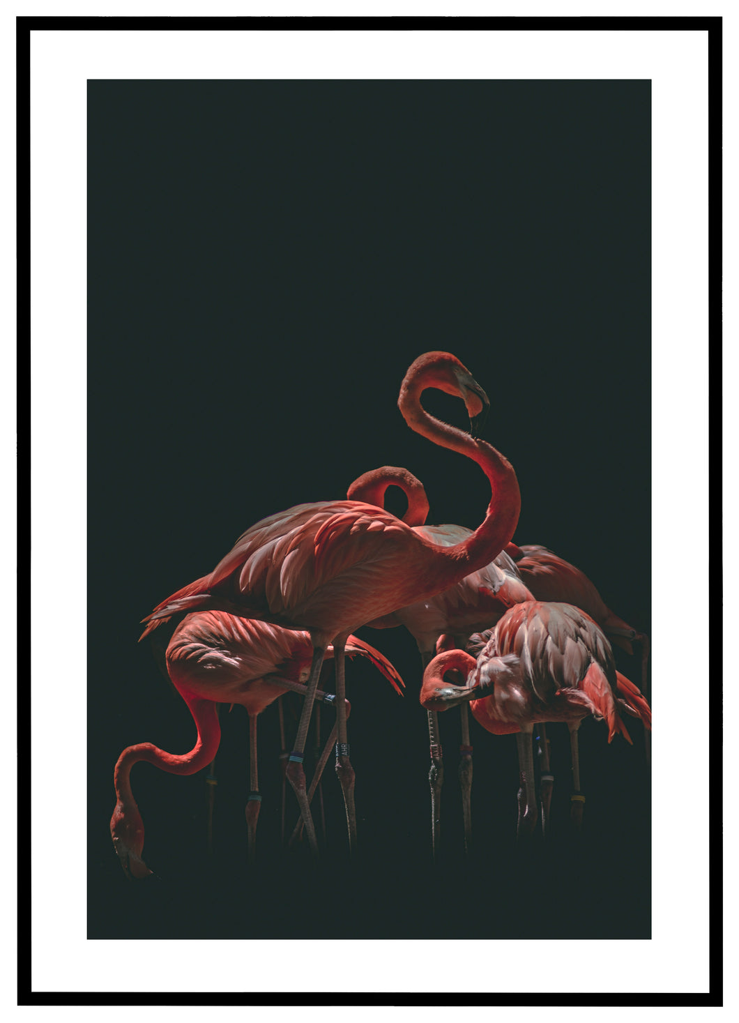 Røde Flamingoer - Plakat