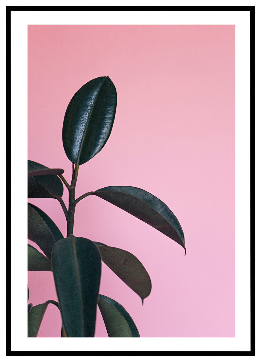 Rubber Tree No.2 - Plakat