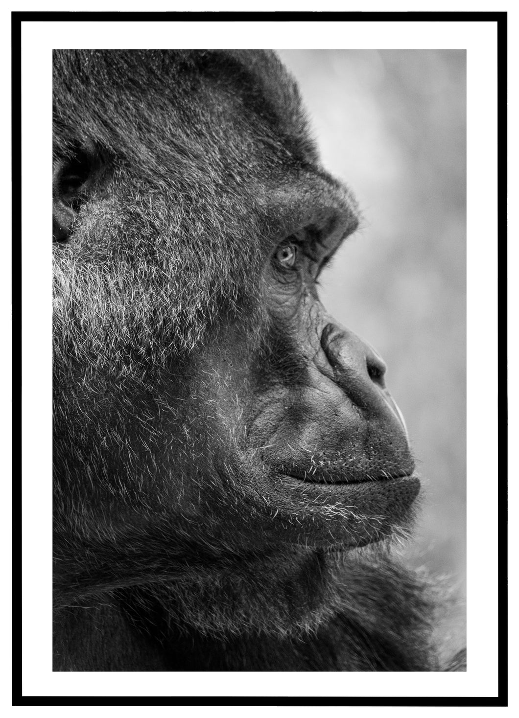 Silverback Gorilla - Plakat