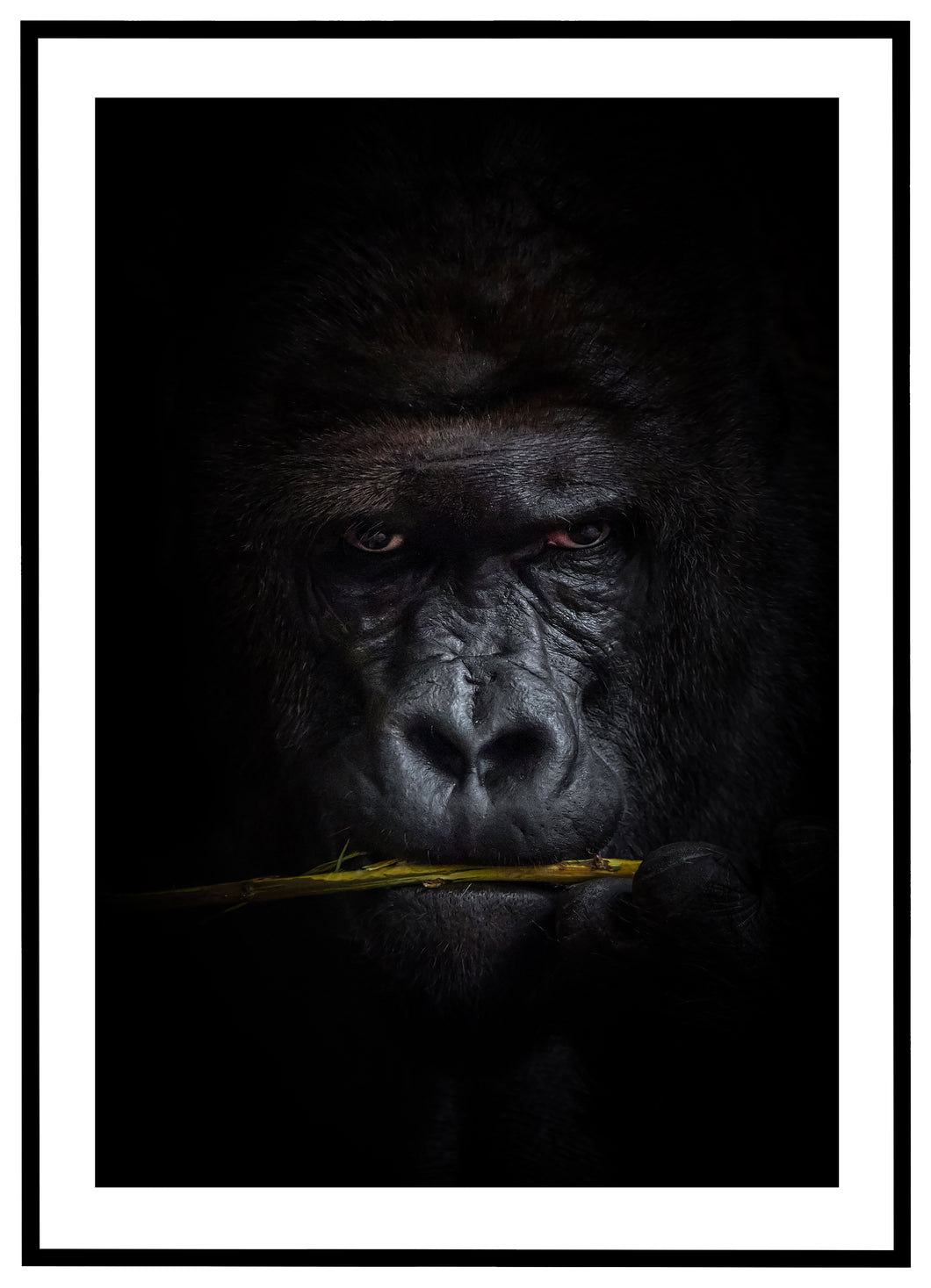 Gorilla - Plakat