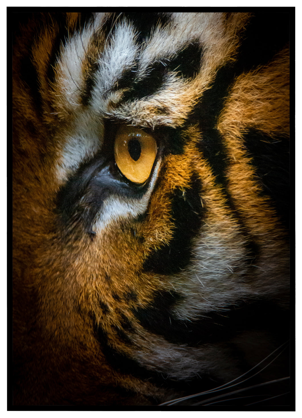 Tiger Eye - Plakat