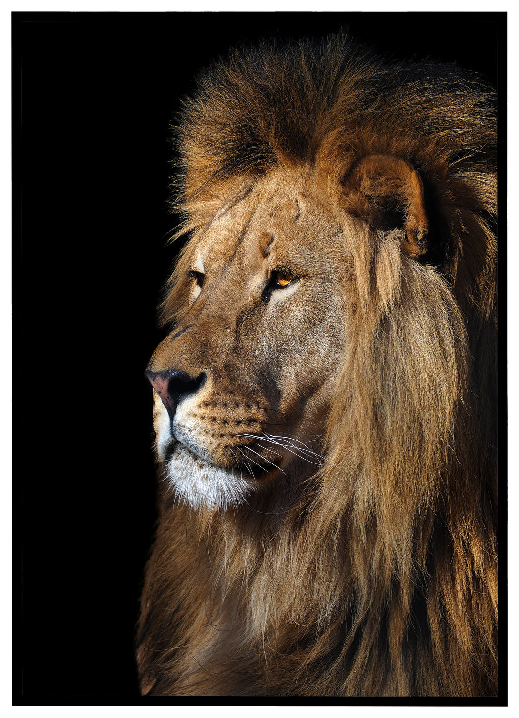 Lion King - Plakat
