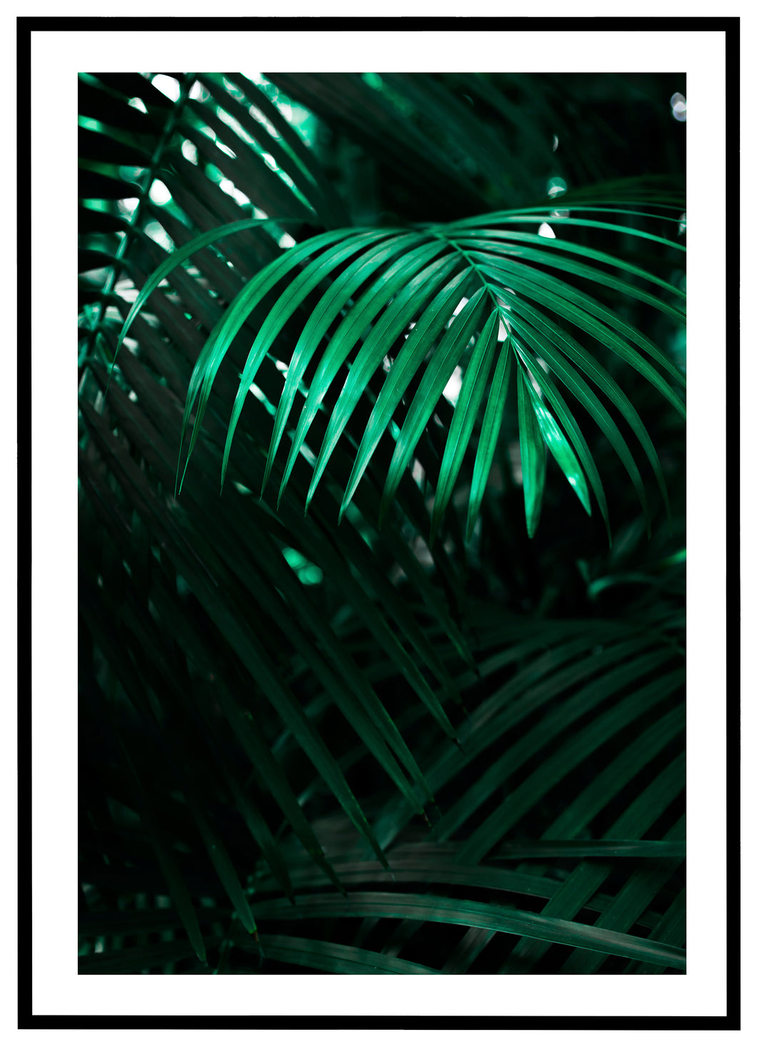 Tropical Palm - Plakat