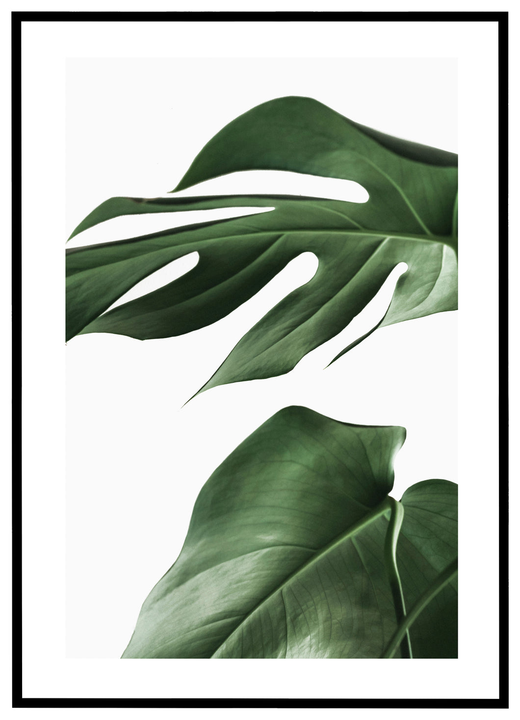 Two Monstera Leaves - Plakat