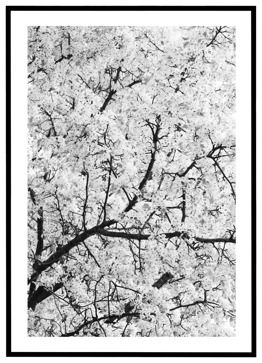 White Flowers - Plakat