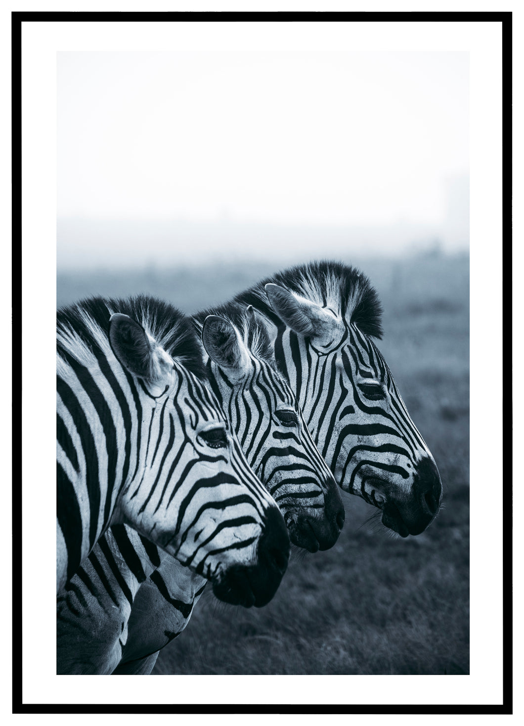 Zebraer - Plakat
